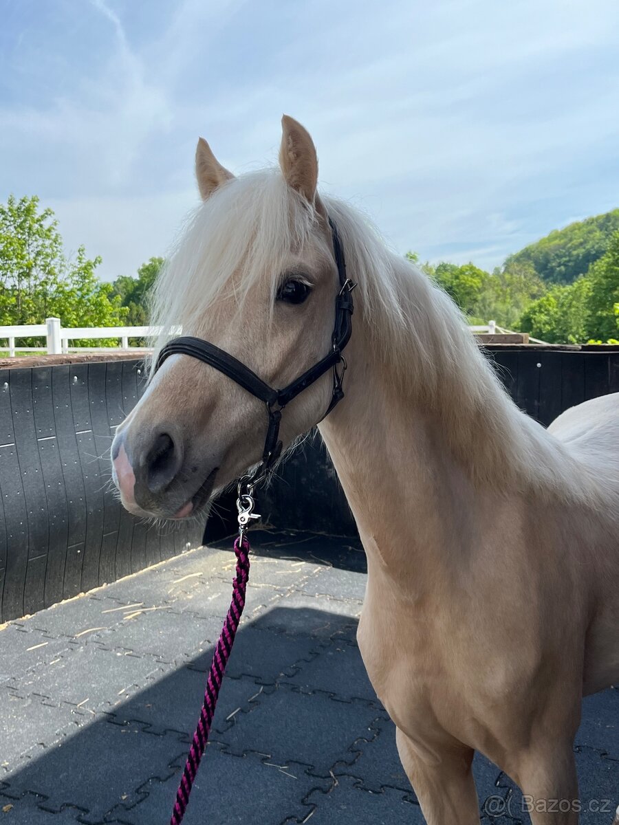 Welsh pony B - valach - 11