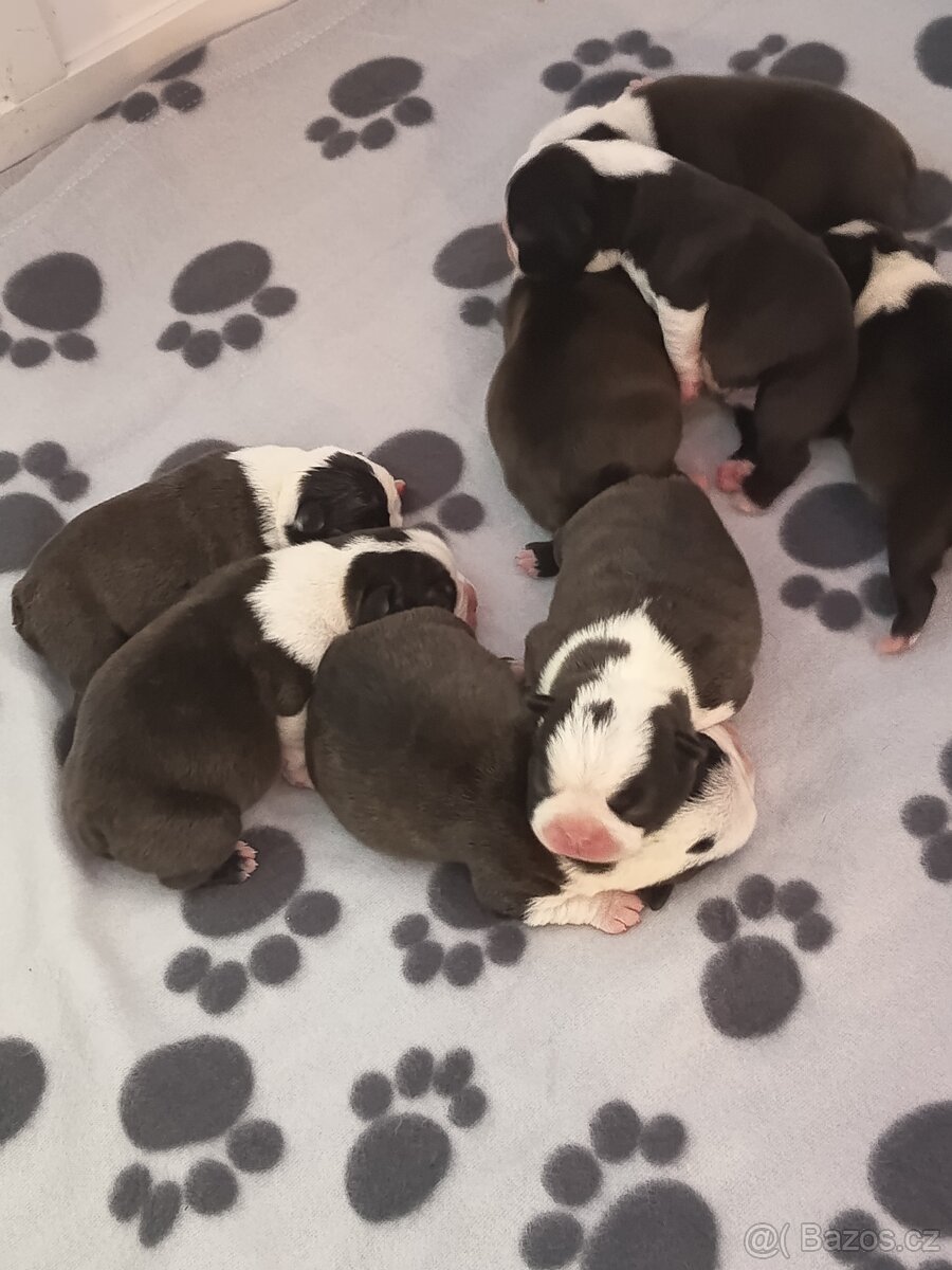 Bostonský teriér Silber El Kladruby - 11