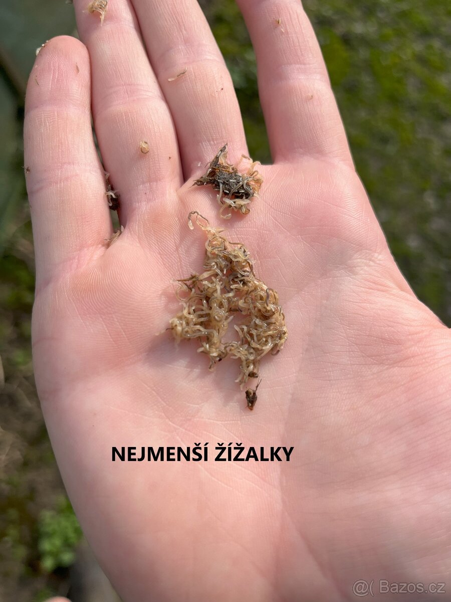 Kalifornské a Hnojní Žížaly - 11