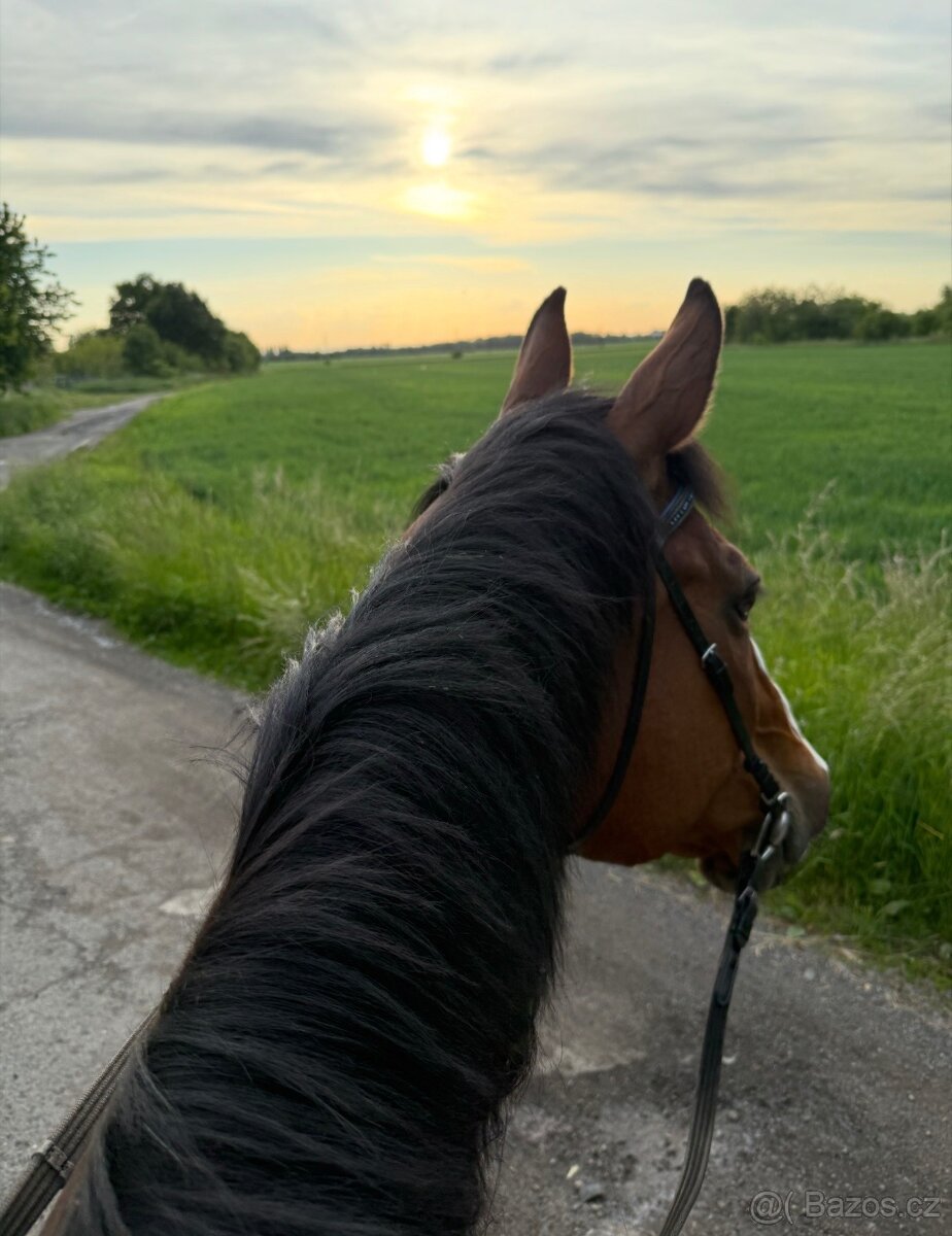 A 1/1 a český teplokrevník - 11