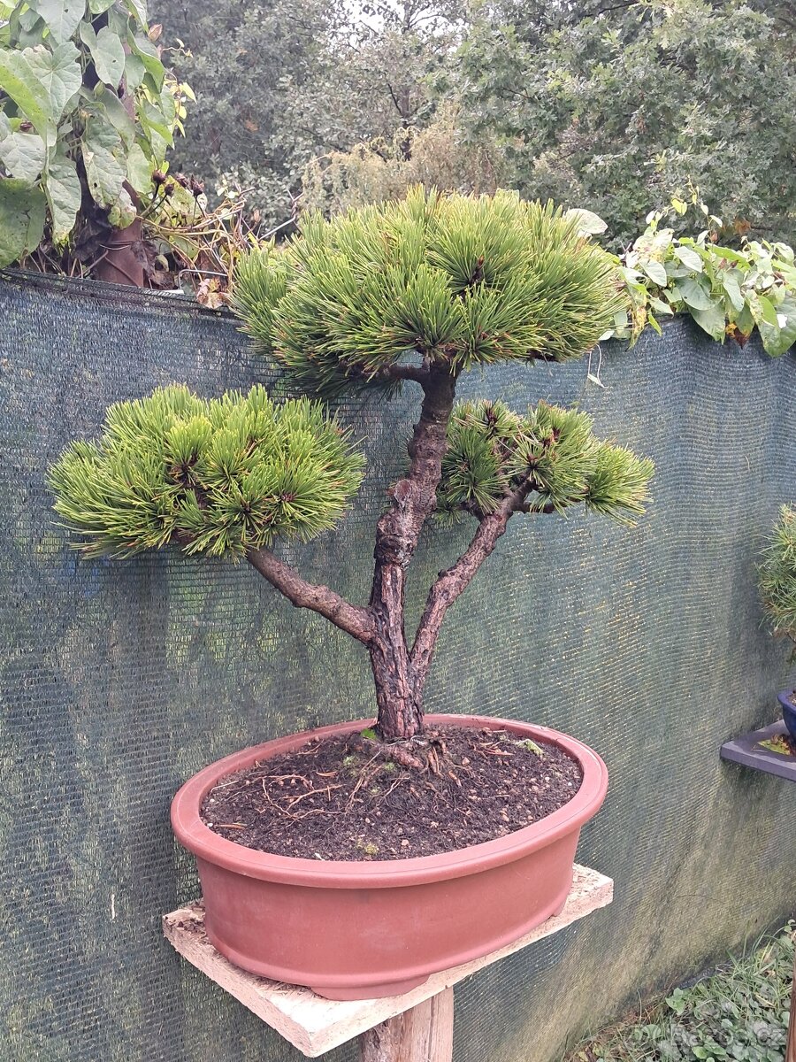 Bonsaj,bonsai Borovice různé druhy - 11