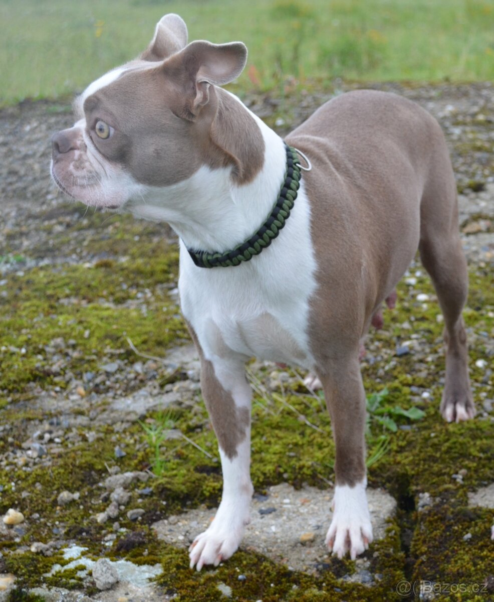 Bostonský teriér s PP Lilac - 11