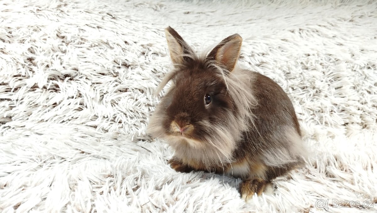 Zakrslý králík, králíček - (lvíček)-NATANIEL - 11