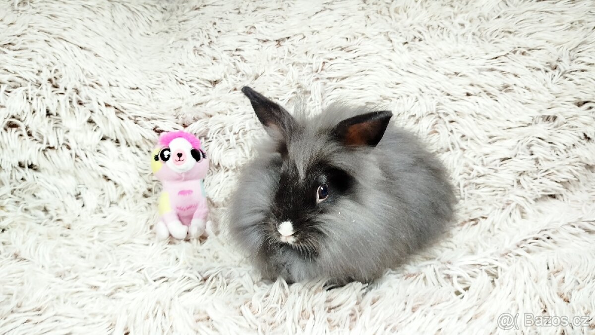 Zakrslý králík, králíček - HOLLY - 11