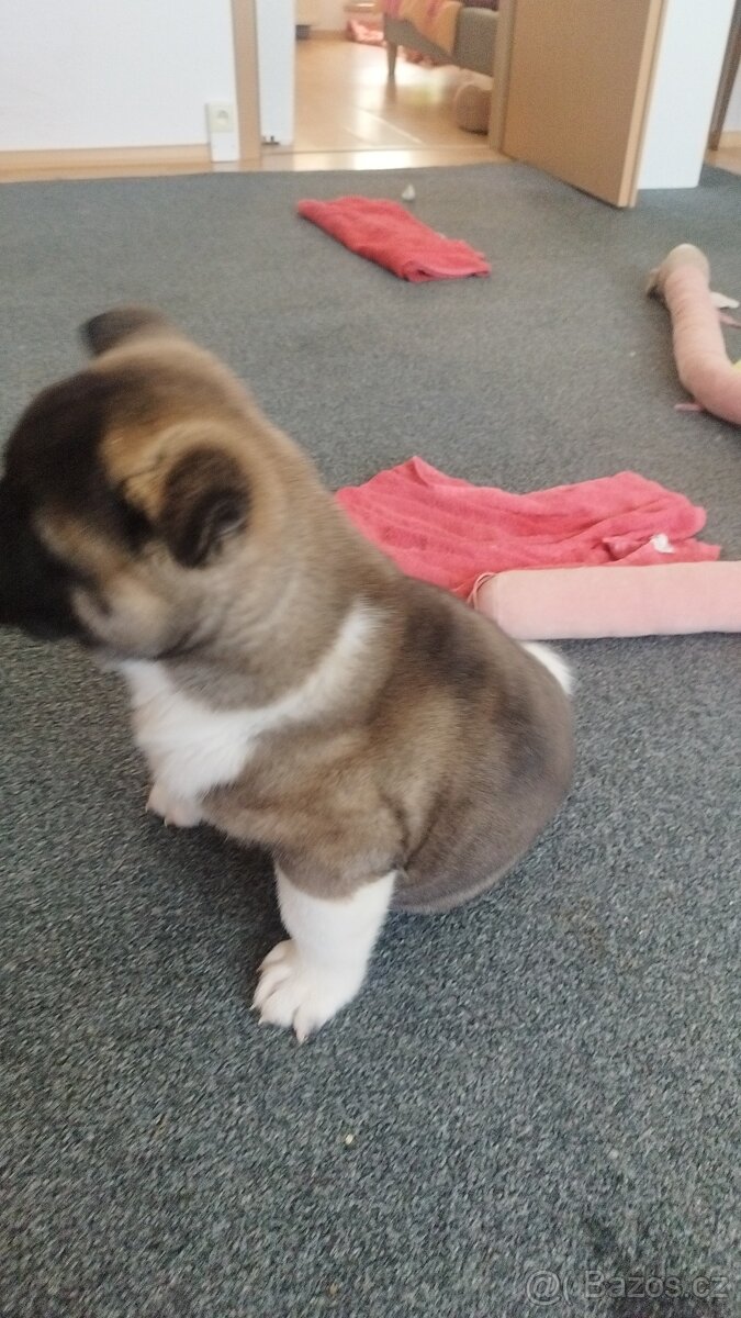 Americká akita štěňátka pejsek a fenečka - 11