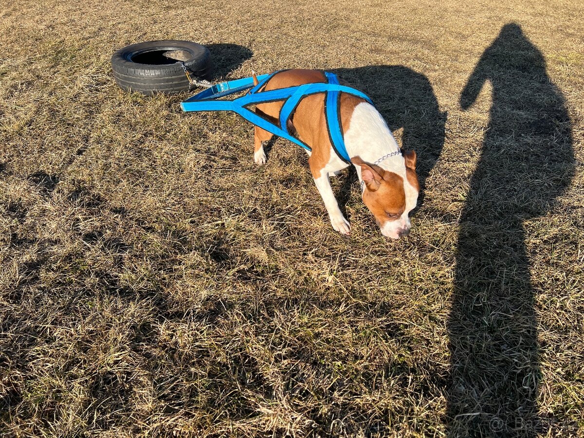 Krytí psem Americký stafordšírský teriér - 11