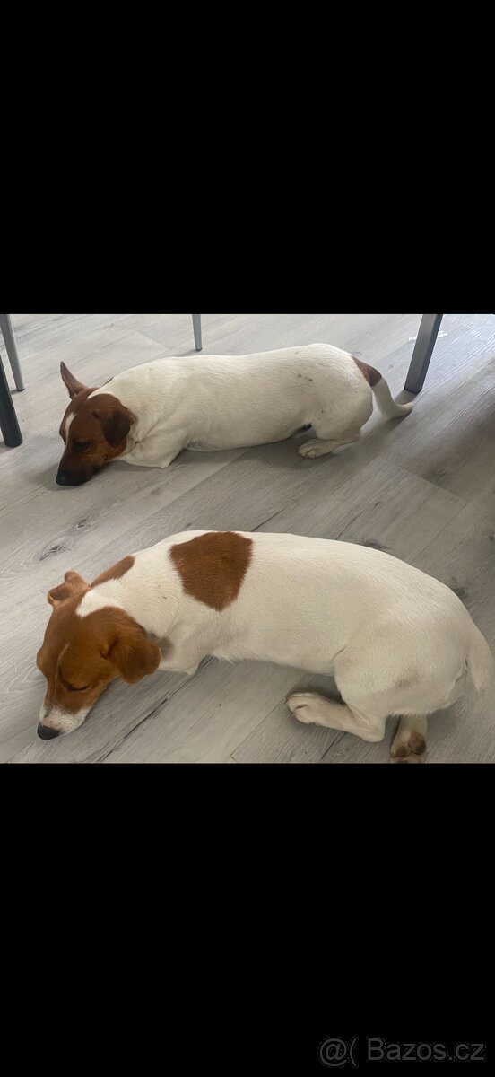 Jack Russel Terier - 11