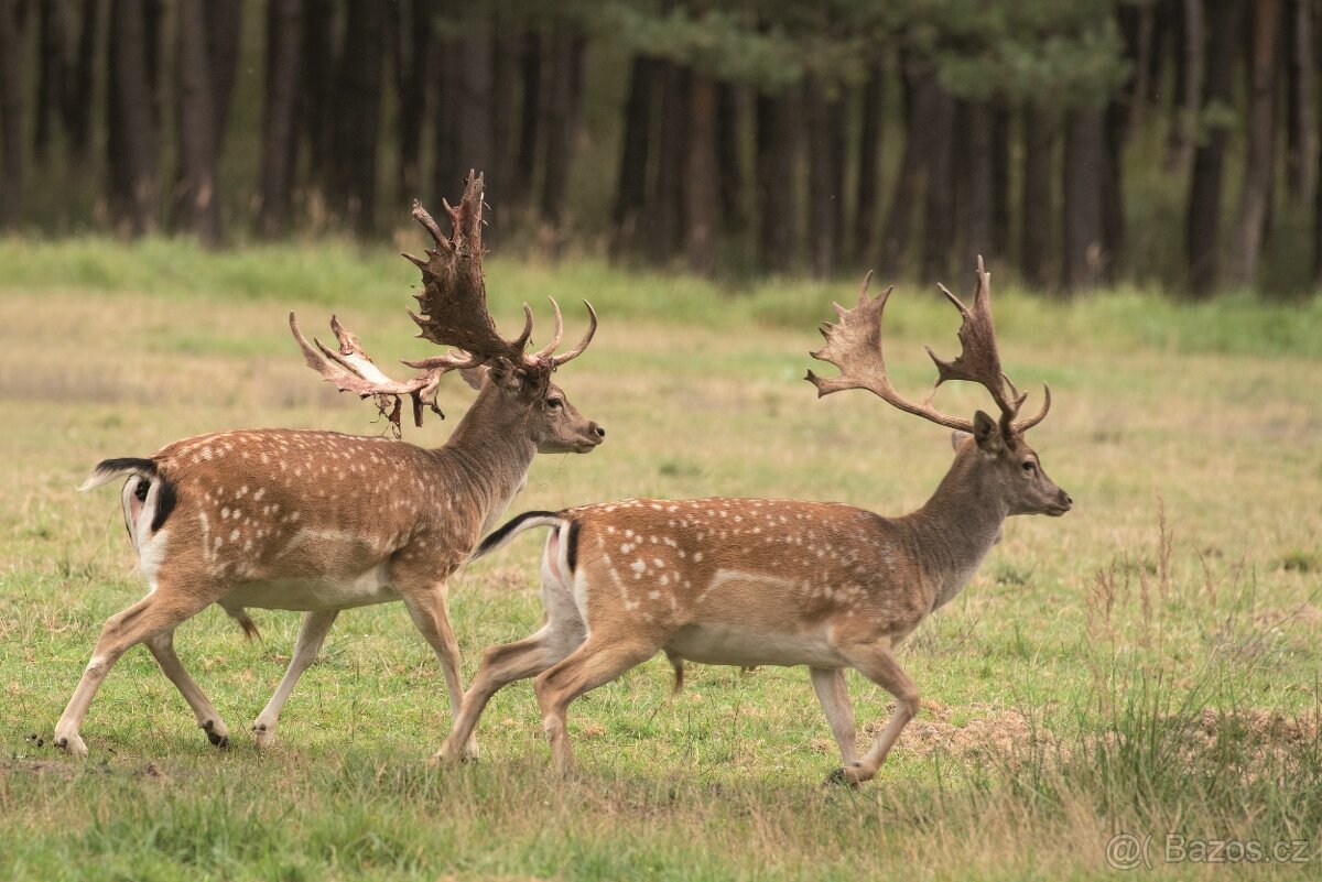 LÁNSKÁ OBORA V PROMĚNÁCH ČASU - 11