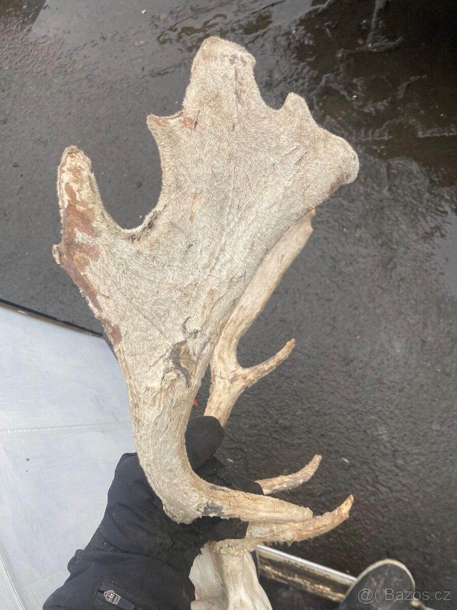 Daněk,myslivost - 11