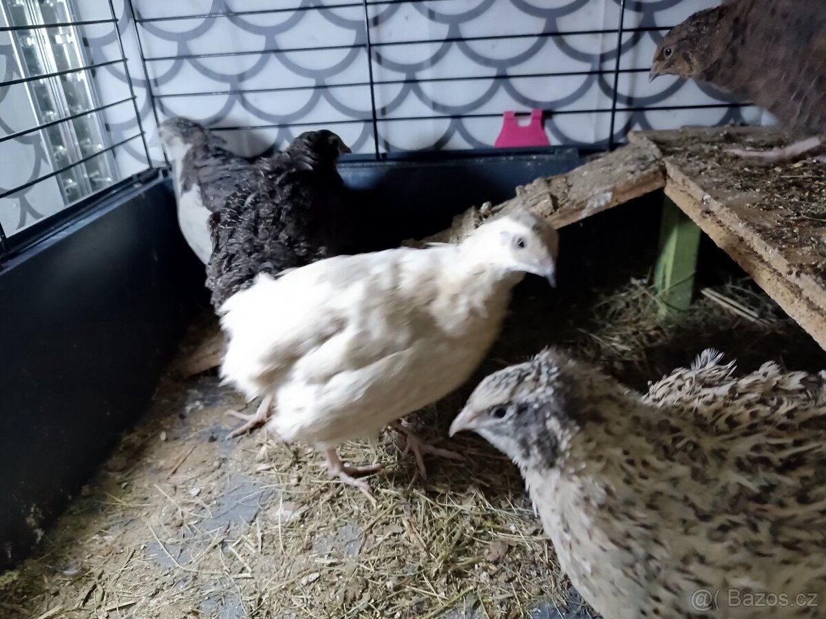 Násadová vejce křepelky - 11