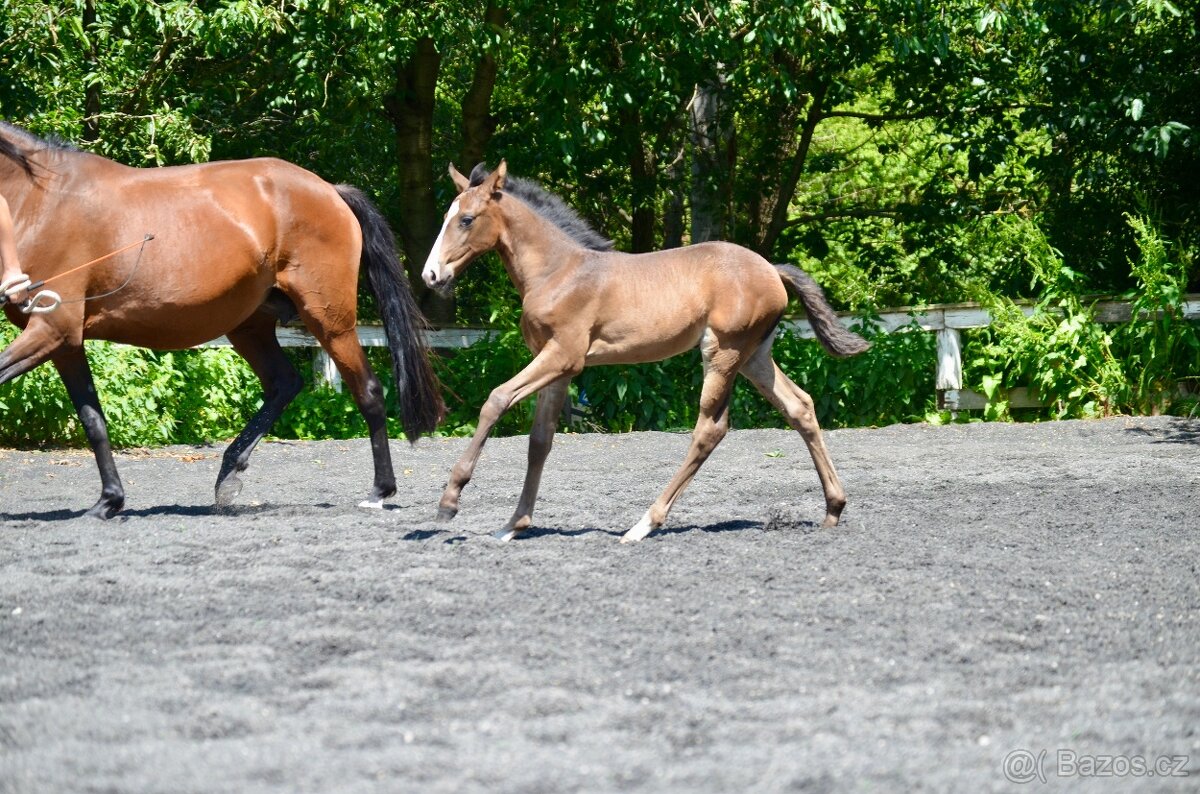 Lusitano klisna nar. 5/2024 - 11