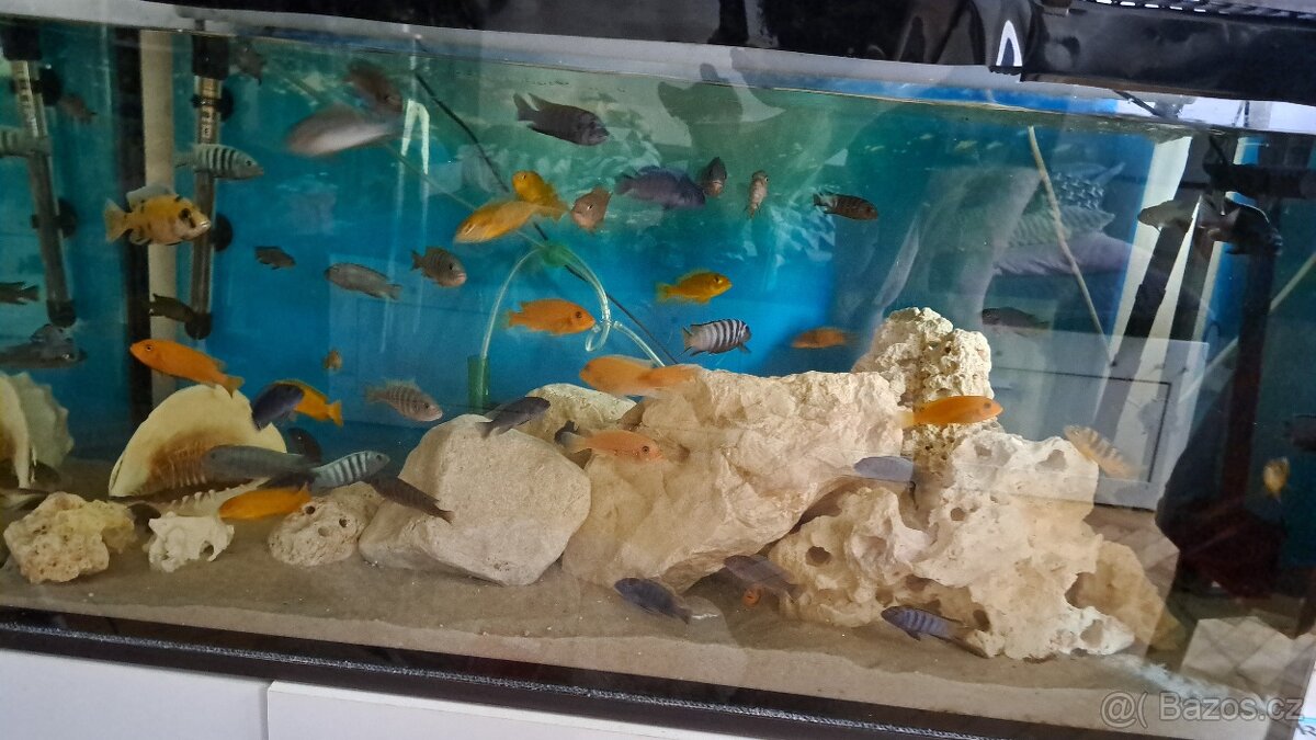 Prodam tlamovce z Malawi - 11