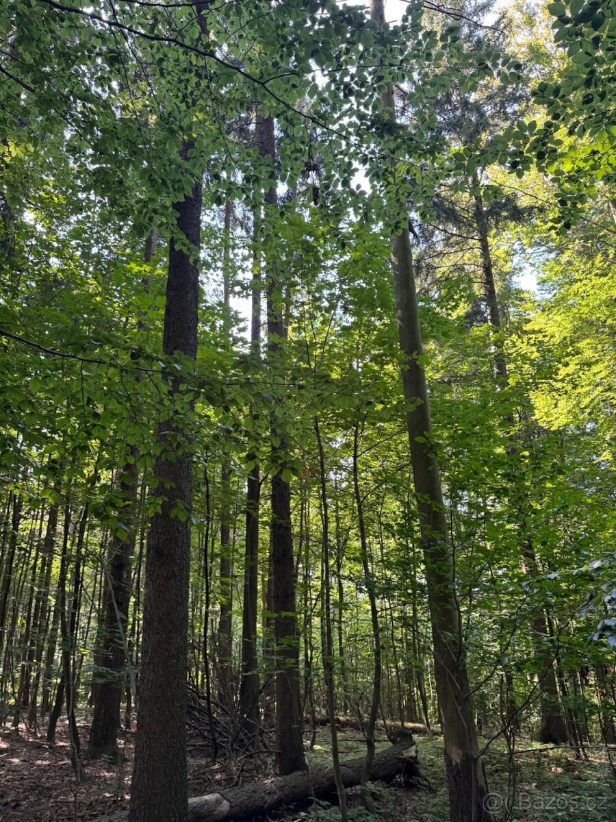 Prodej lesního pozemku v k.ú. Liberk - 11