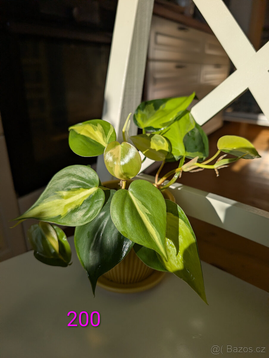 Pokojové rostliny - 11