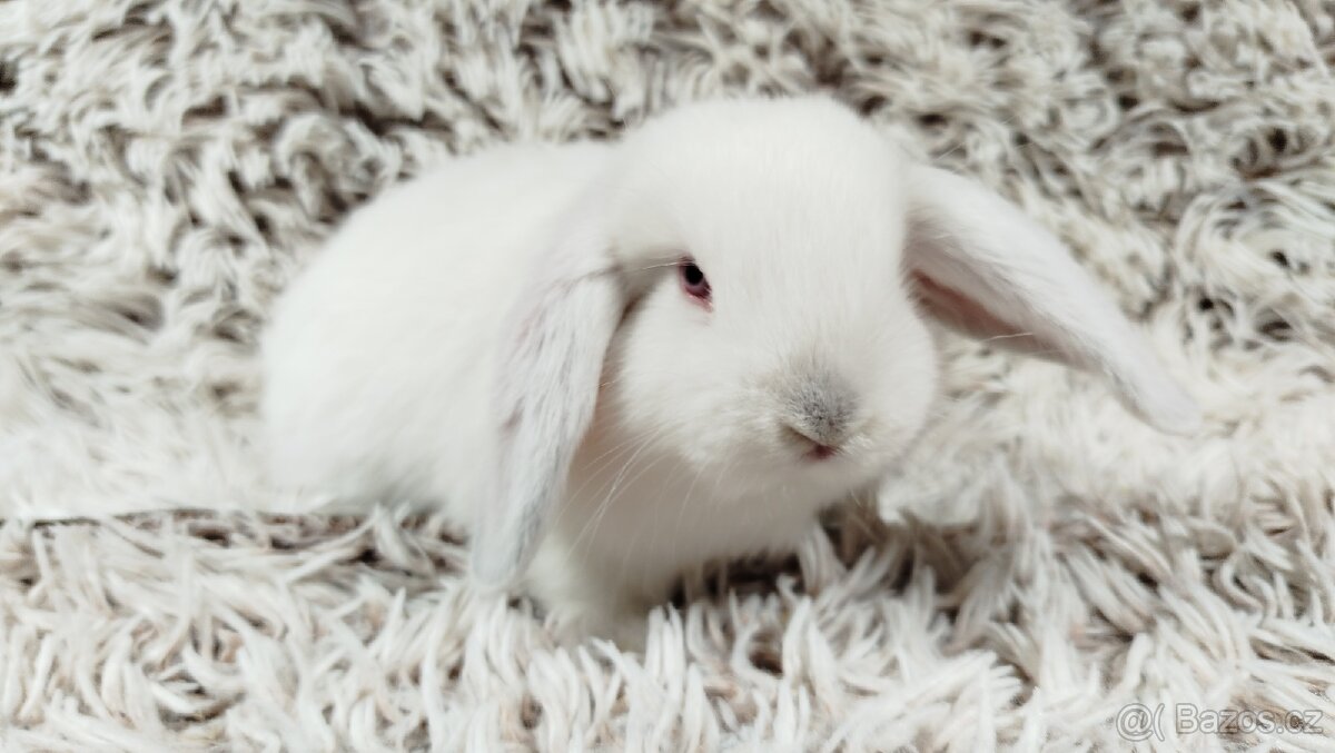 Zakrslý beránek, králíček, králík - MOLLY - 11