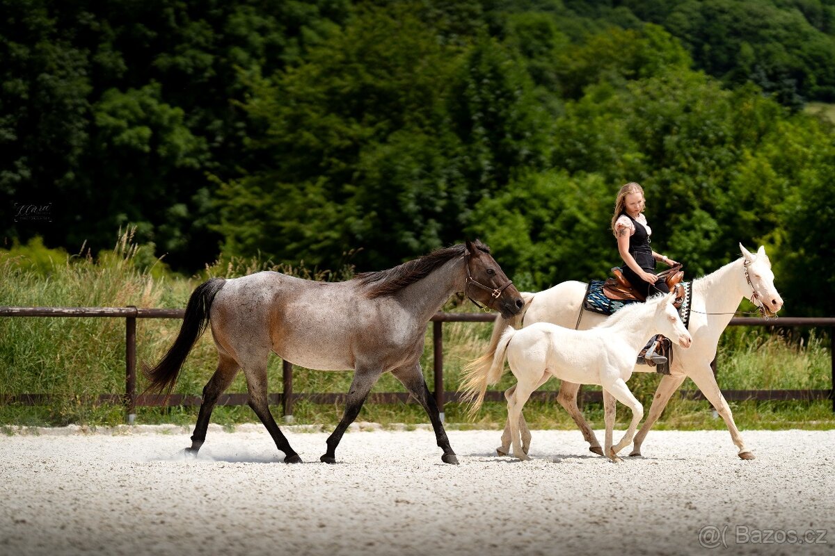Cremello klisnička s odznaky s reining/cutting původem - 11