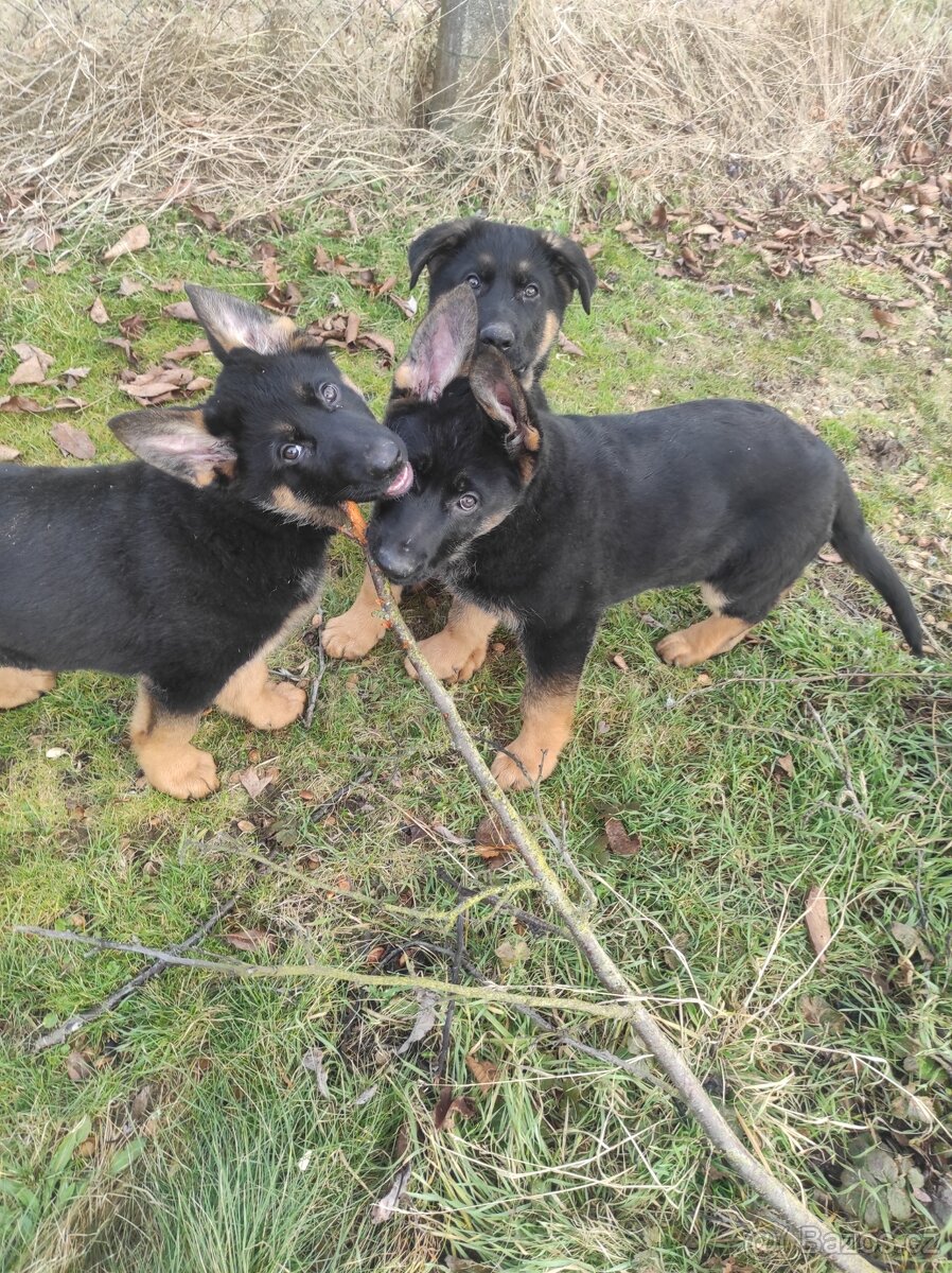 Německý ovčák - štěňata s PP - 11