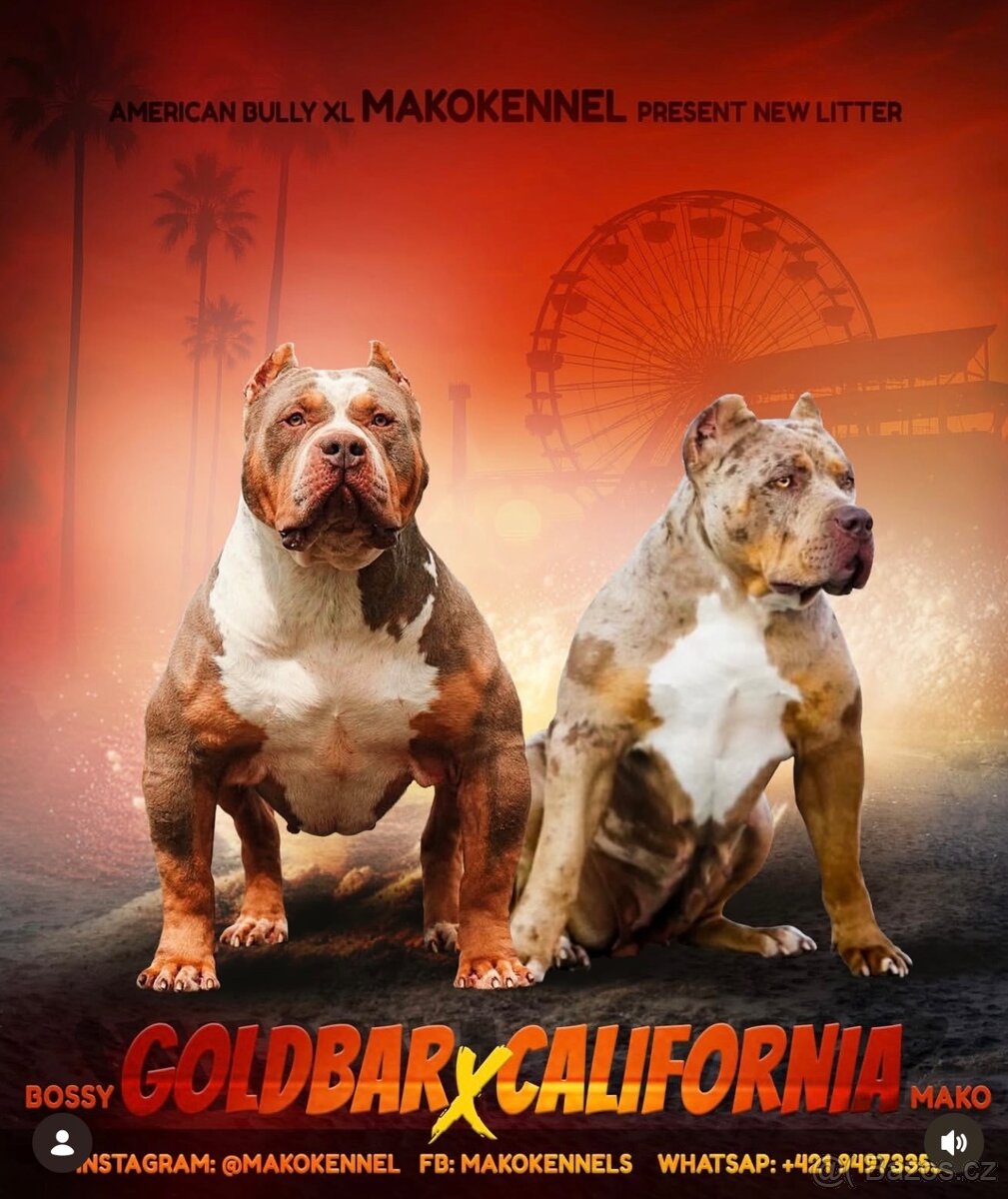 American Bully XL / XXL - 11