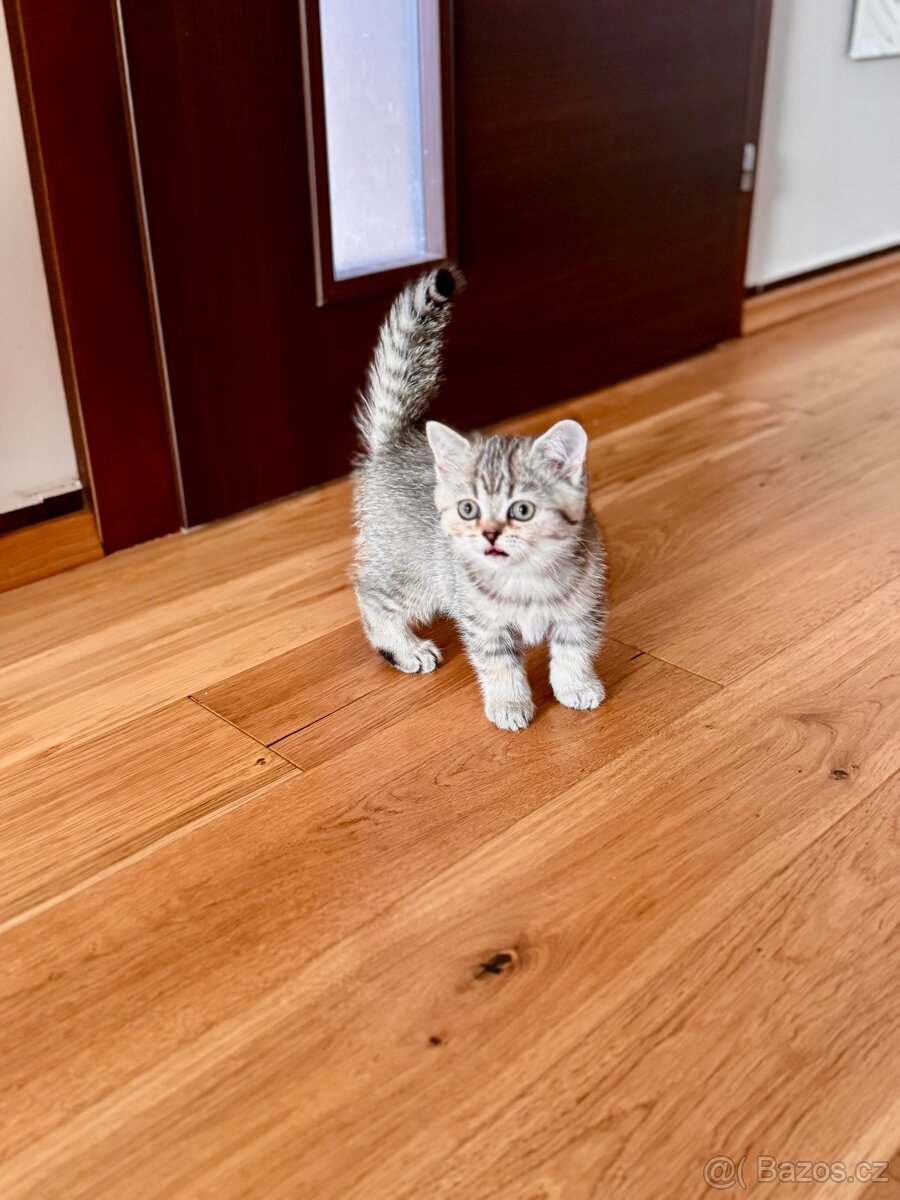 Skotská klapouchá kočka, scottish straight s PP - 11