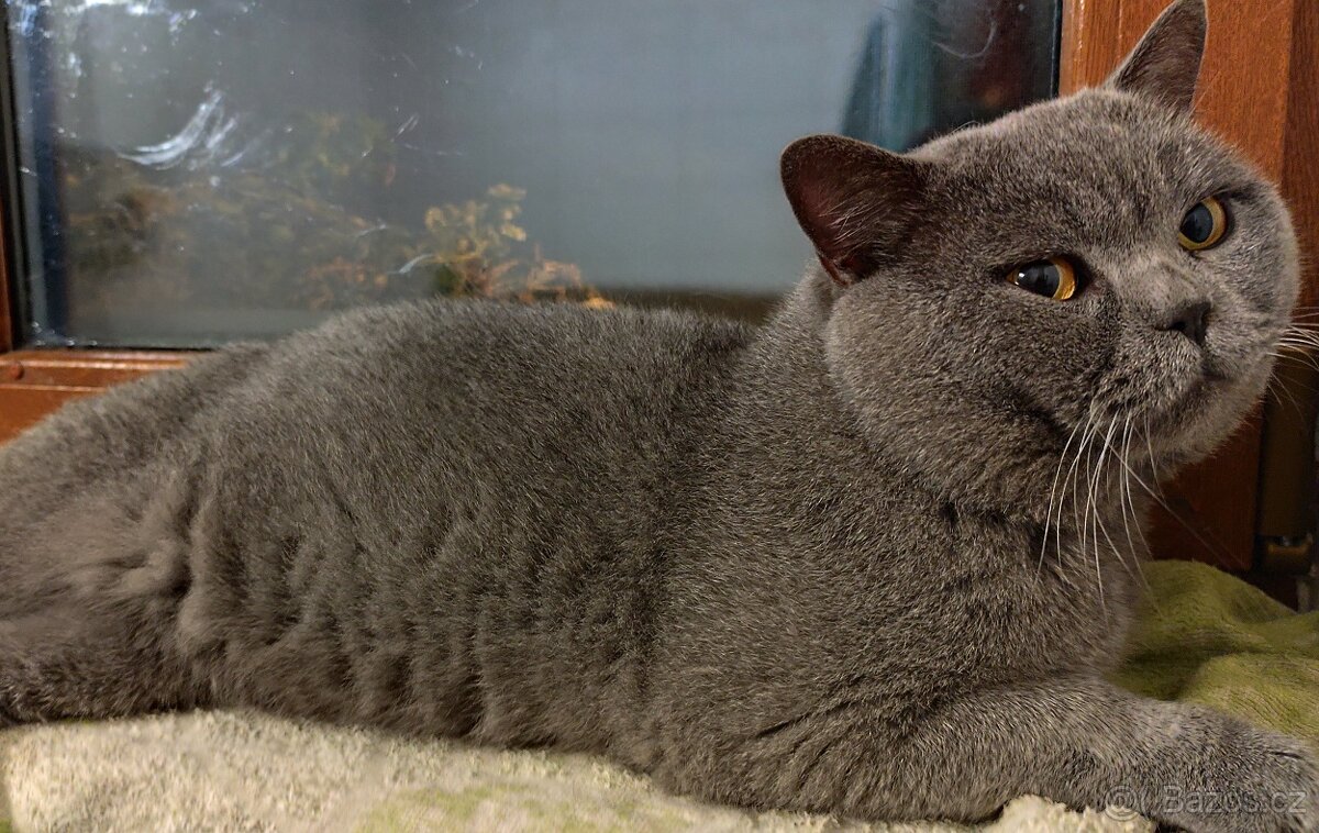 Britská koťátka modrá bicolor - 11