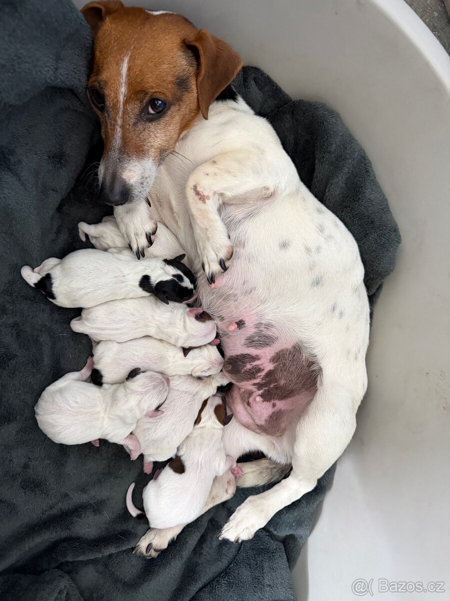 Jack Russell teriér - 11