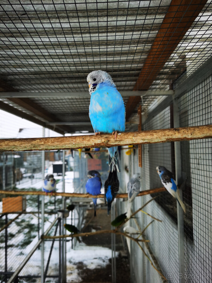 Andulka vlnkovaná 2025 po výstavních rodičích - 11