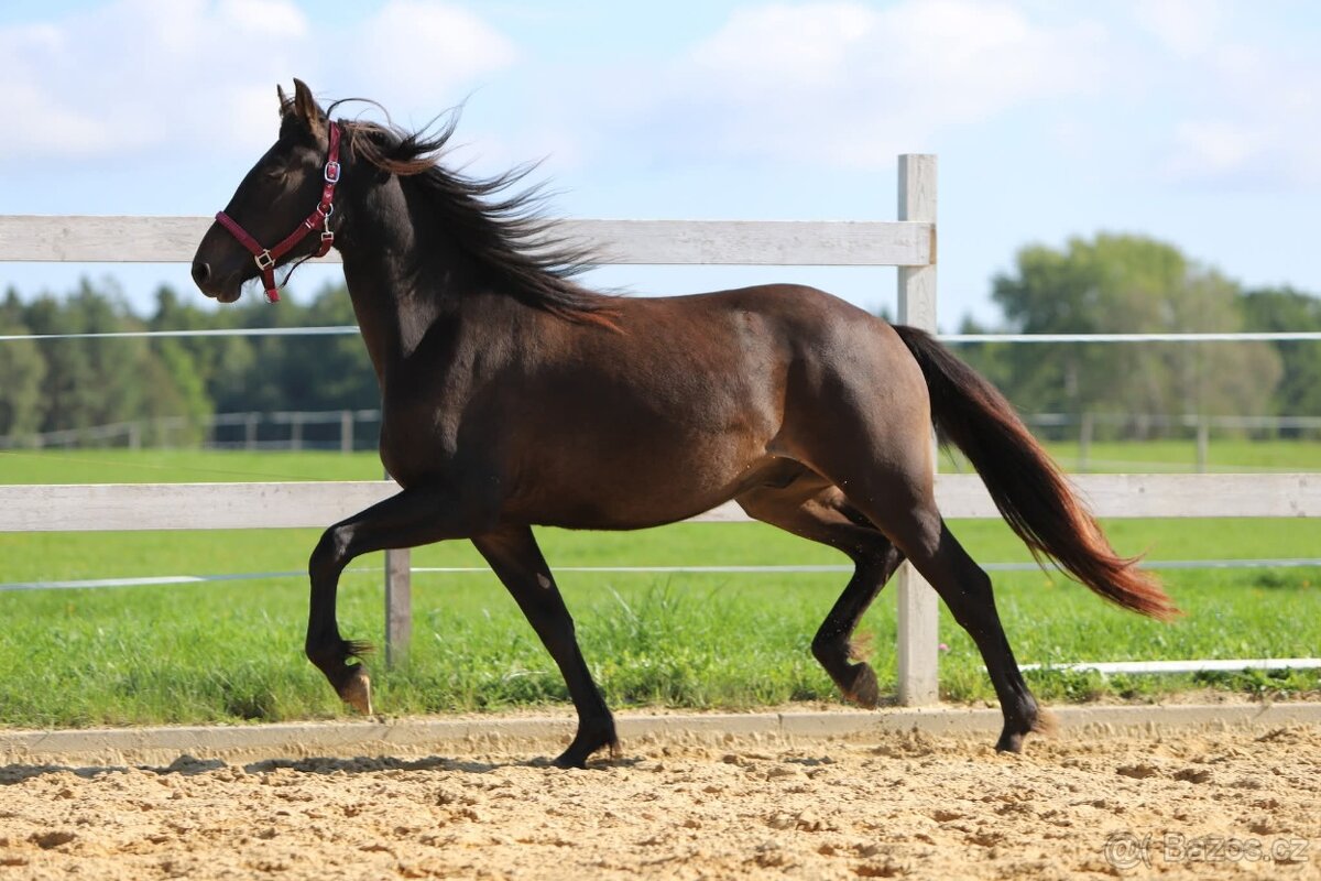 Z jara 3 letý valach Barock pinto - Frís - 11