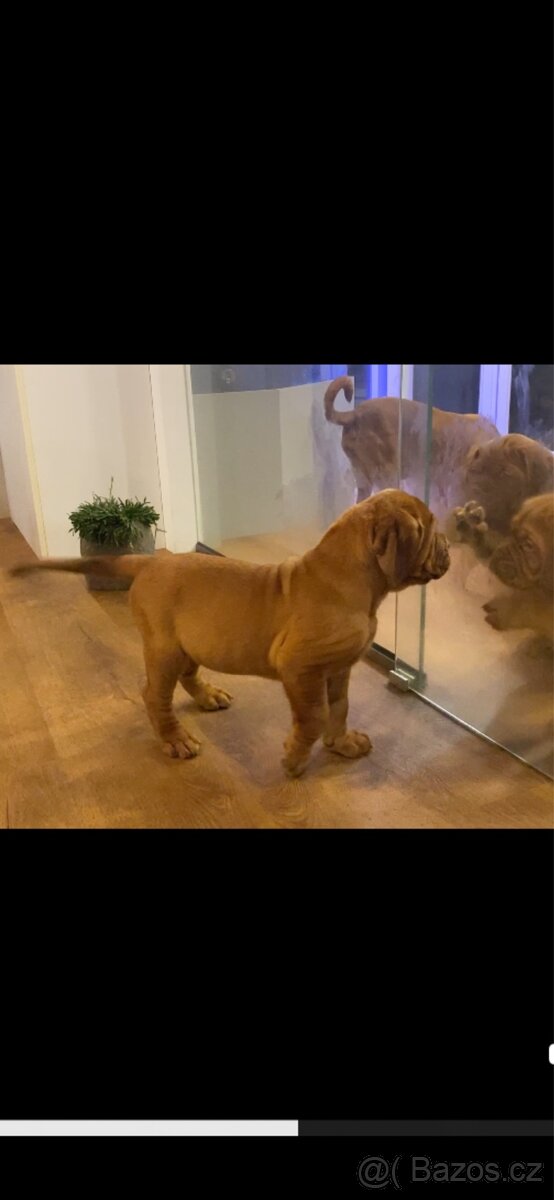 Bordeauxska doga s PP - 11