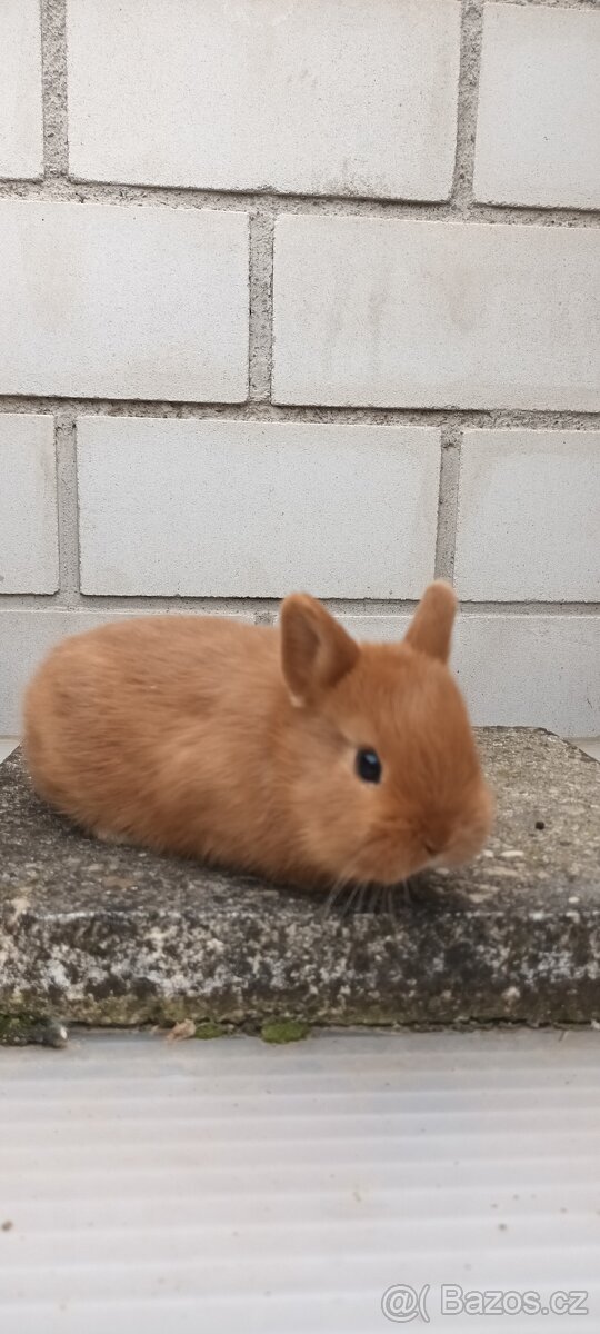 Zakrslý červený králík - 11