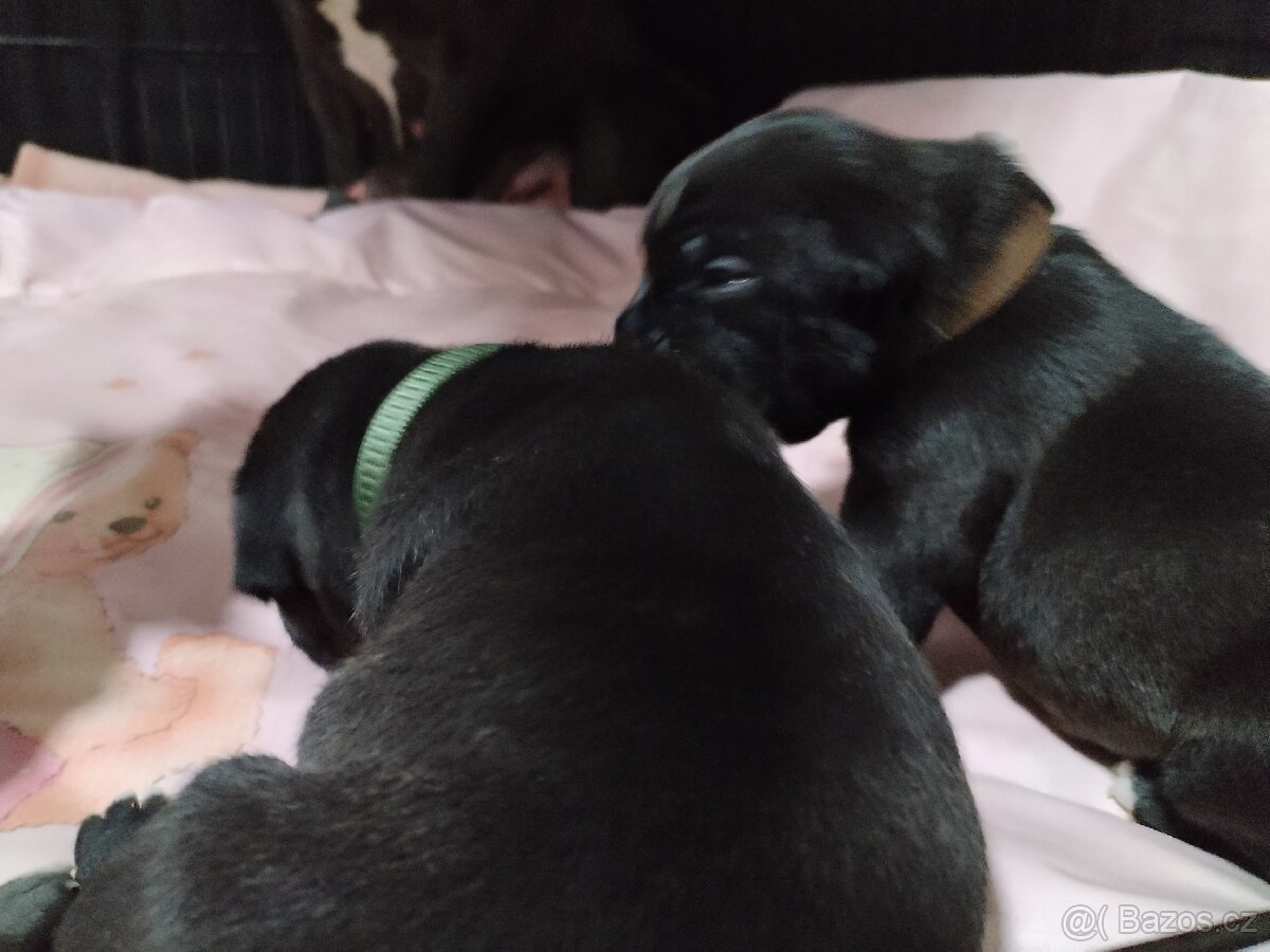 Štěňátka - 11