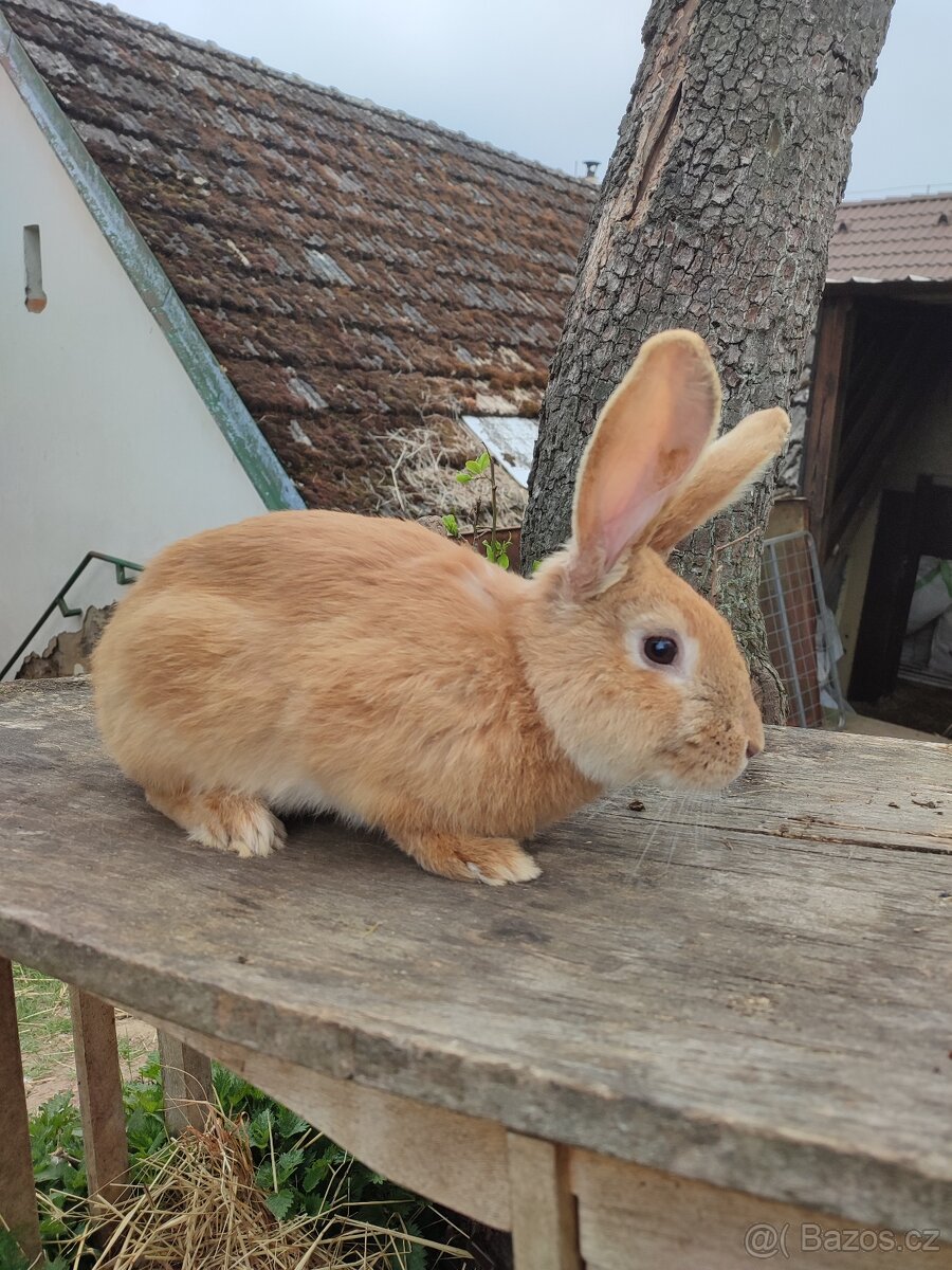 Prodej chovných samců - 11