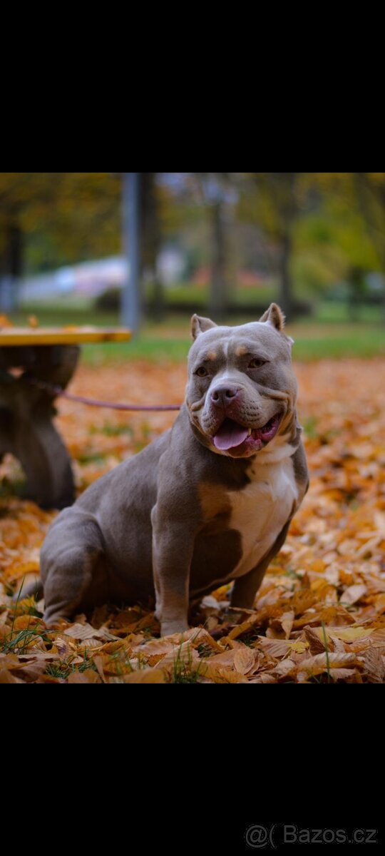 American Bully Standard - 11
