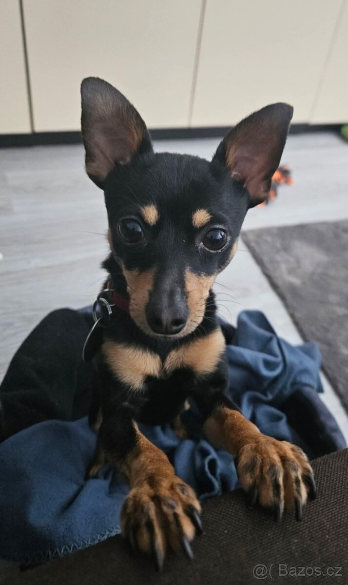 Stěně Čivava X Pražský Krysařík - 11