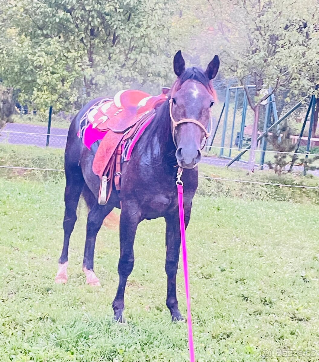 Quarter horse 2,5 roku . - 11