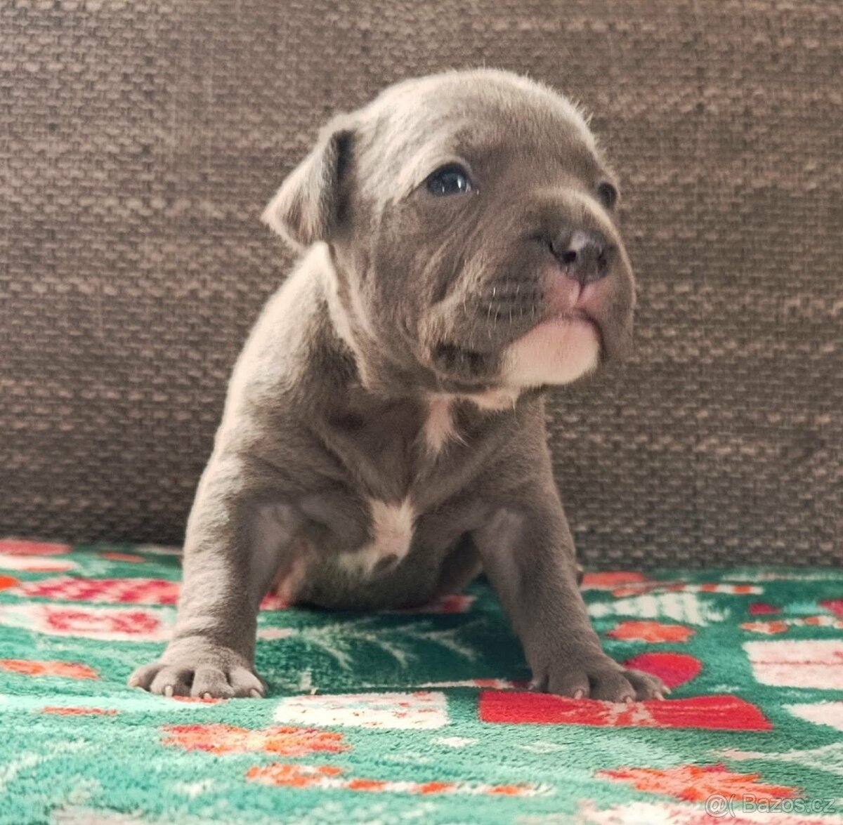 Stafordšírský bulteriér - 11