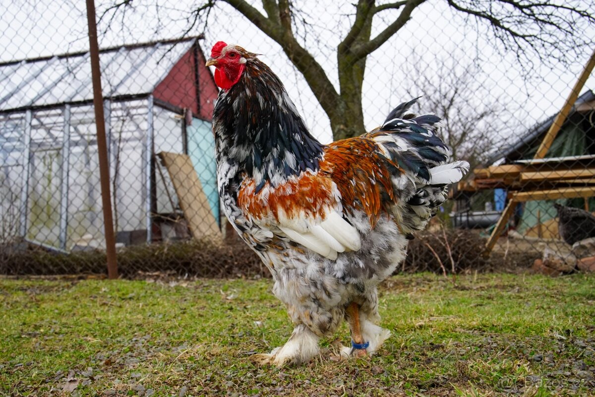 Brahmánky porcelánové 🥚🐣 (násadová vejce i kuřátka) - 11
