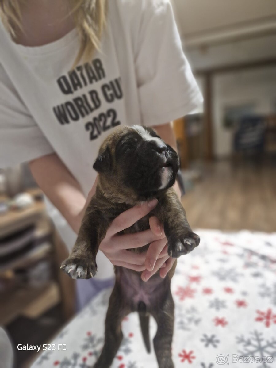 Německý boxer Žíhaný - 11