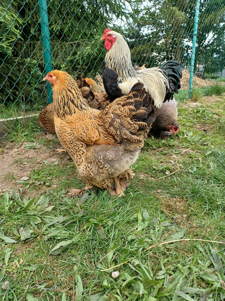 Brahmanka velká - 11