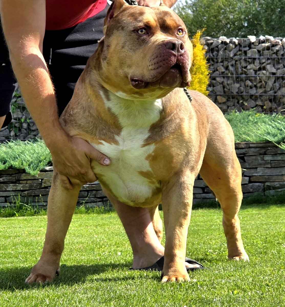 American bully XL XXL - 11