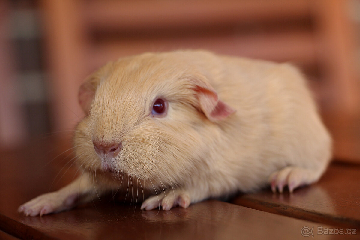 Krátkosrsté morče, morčátko, morčata s PP - 11