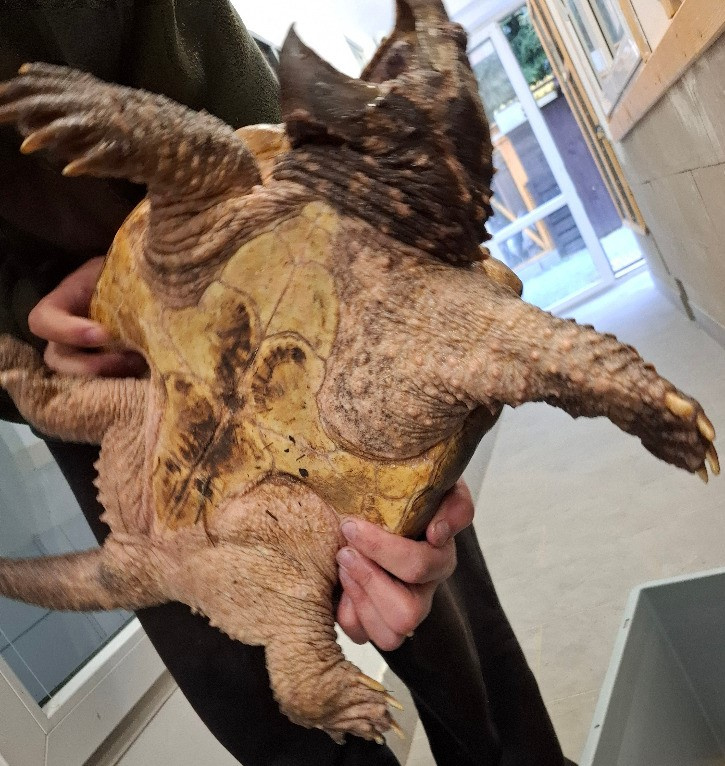 Prodám kajmanky supí - 11