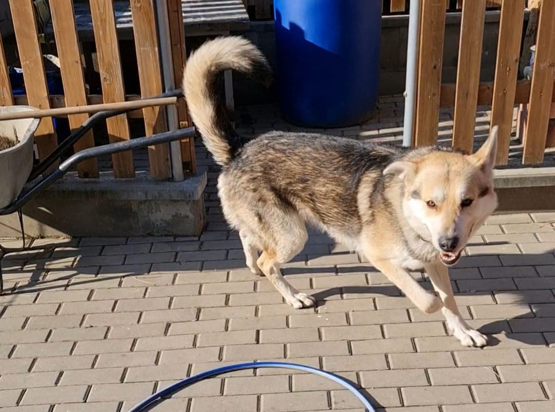 Prodam štěňata Rotvajller - Československý vlčák - 11