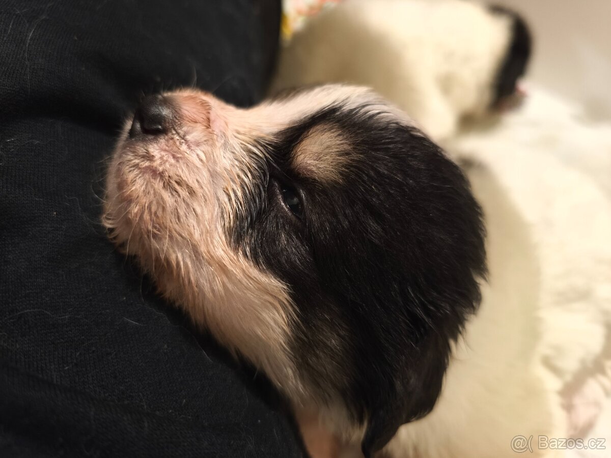 Šteniatko tornjaka s PP - 11