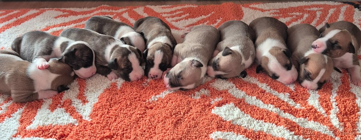 Americký stafordšírský teriér s PP - 11