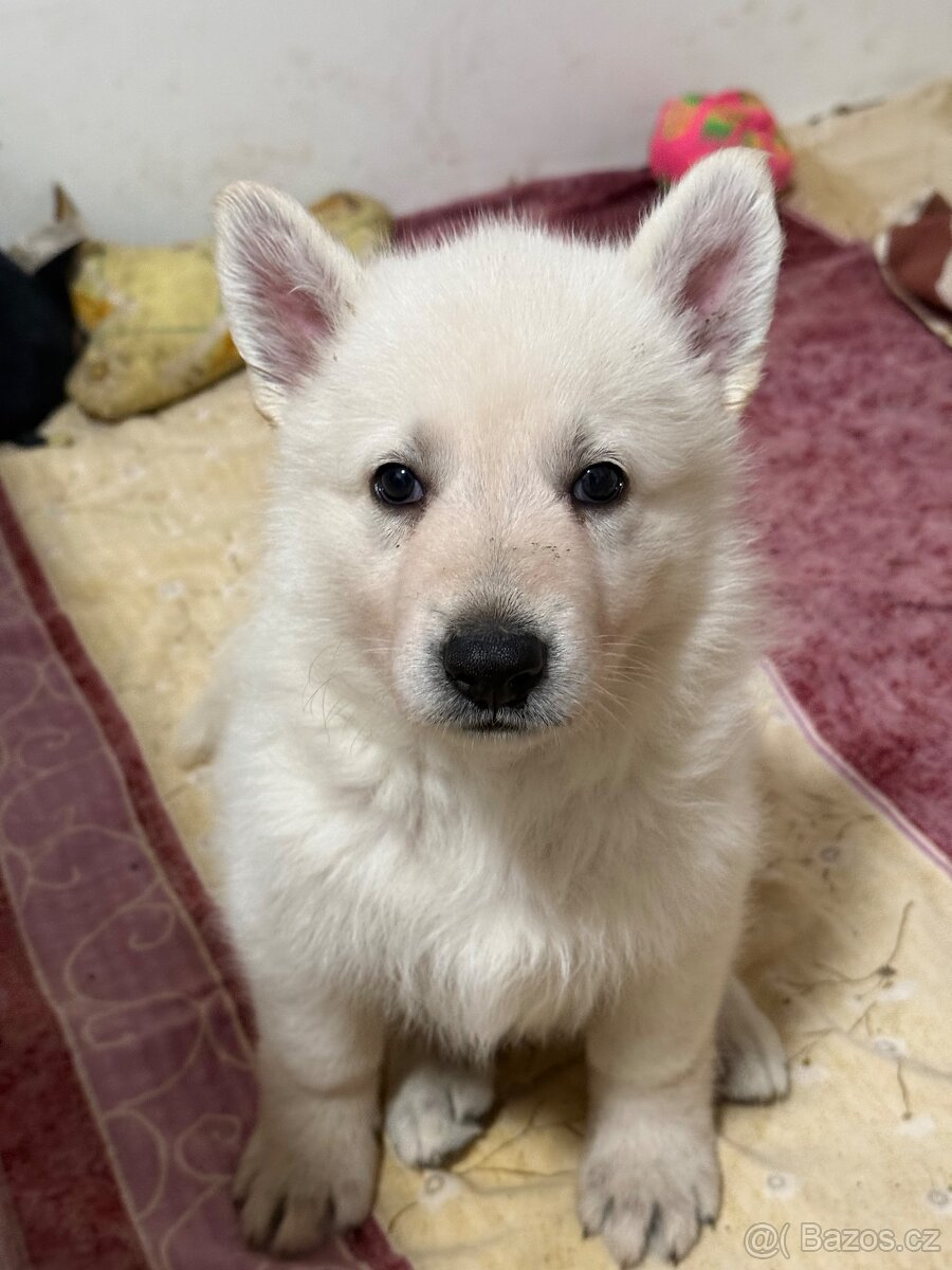 Bílý švýcarský ovčák s PP - 11