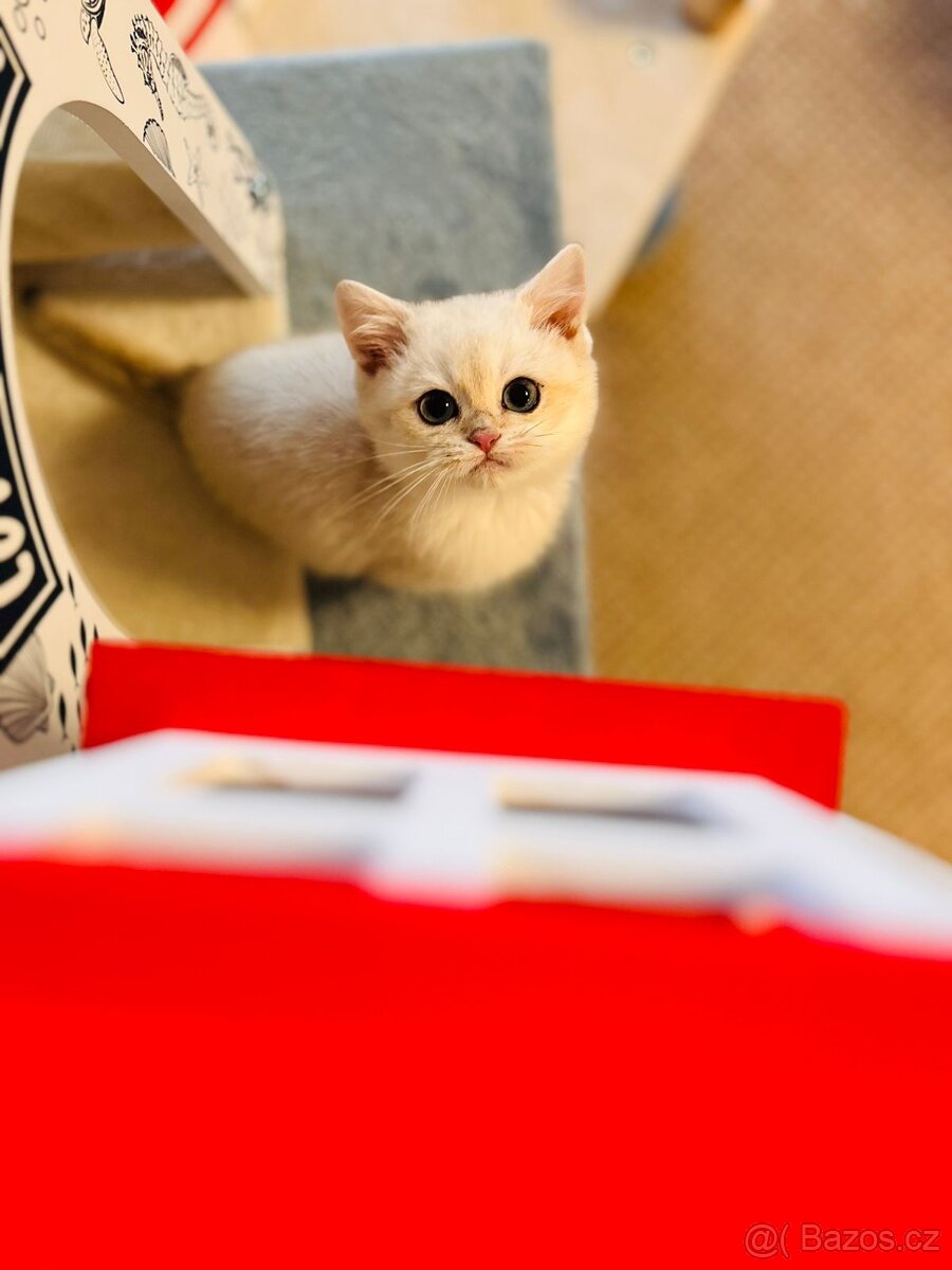 Britská koťátka činčily k odbery hned - 11