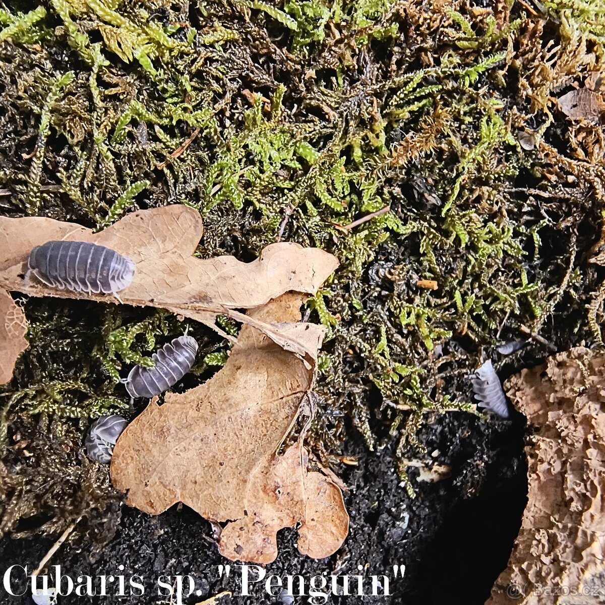 ISOPODY·STÍNKY - Fauna trhy Ostrava 14.12. - 11