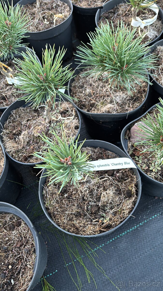 Borovice c2 doprava - 11