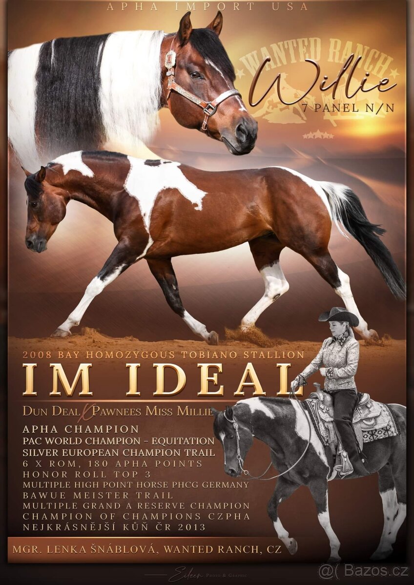 American Paint Horse - 11