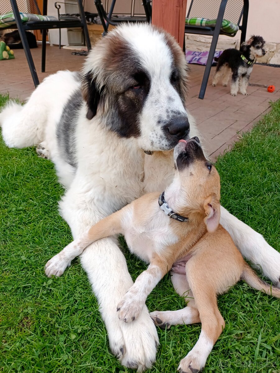 Hlídání psů - 11